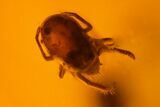 Fossil Spider Exuviae, Ant, Mite and Springtail in Baltic Amber #150764-3